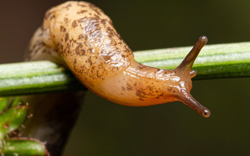 Are garden slugs poisonous to dogs?