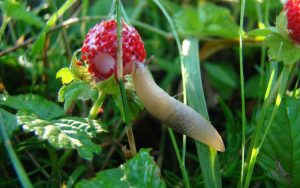 Are garden slugs poisonous to dogs?