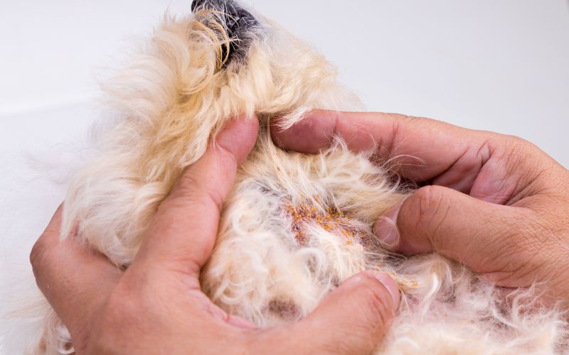 Can I use anti fungal cream on my dog?