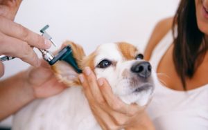Can I use anti fungal cream on my dog?