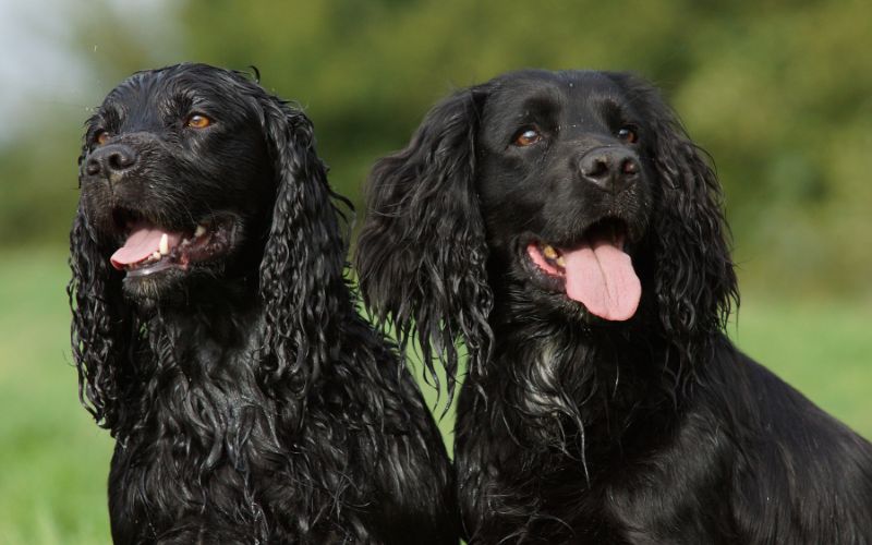 how long does it take to train a spaniel