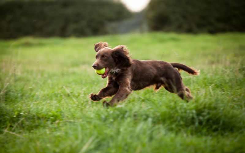 Why are spaniels crazy?