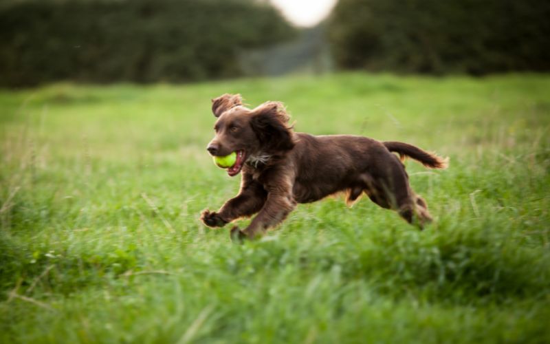 why are spaniels crazy