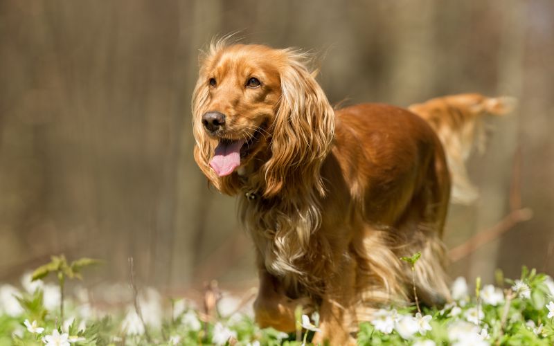 why do cocker spaniels sit on your head