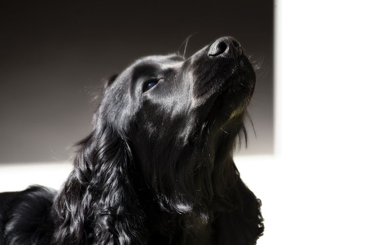 why do cocker spaniels sit on your head