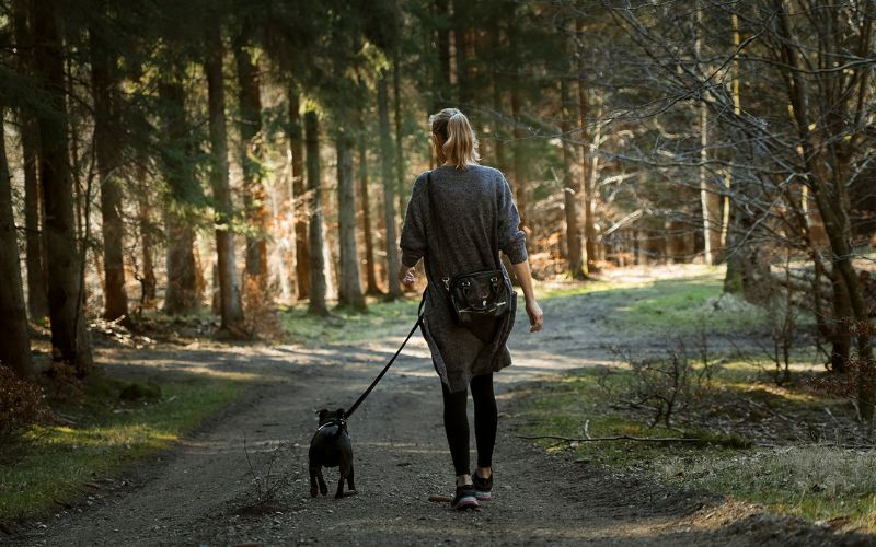 Do dogs get bored walking the same route?