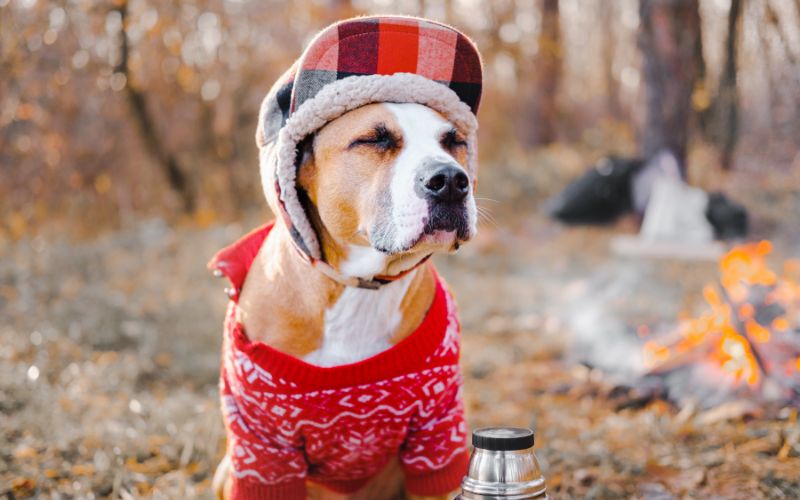 Should dogs wear sweaters to bed?