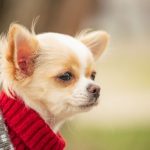 Should dogs wear sweaters to bed?