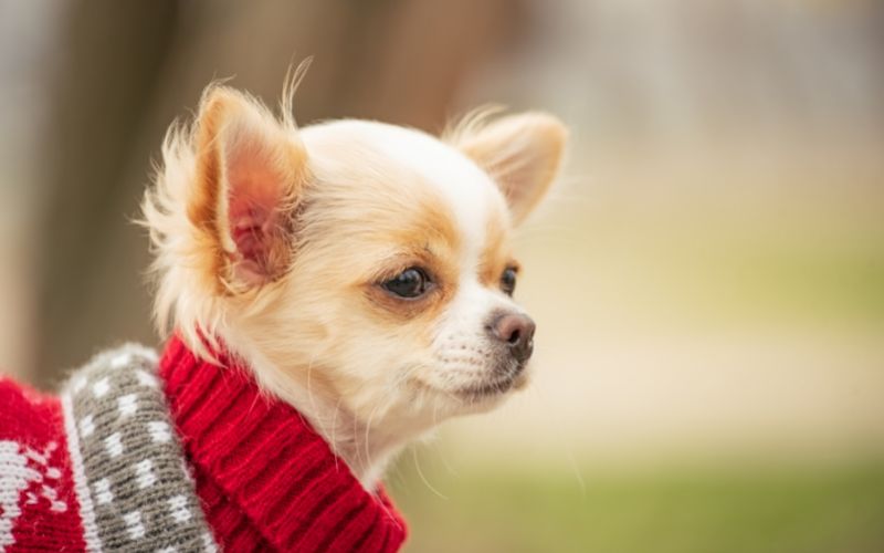 Should dogs wear sweaters to bed?
