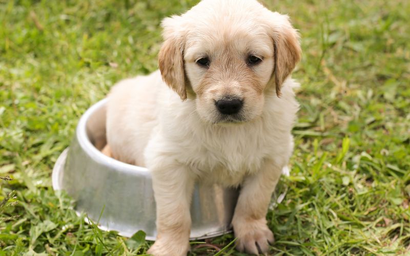 What are the first things to teach your new puppy?