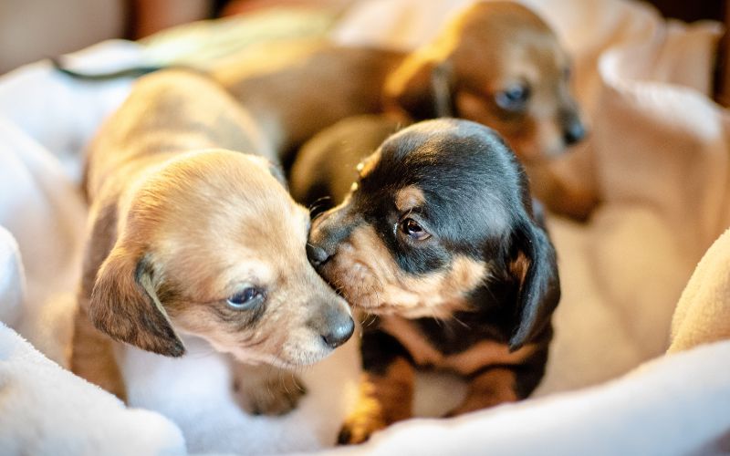 What is the first thing you should teach your puppy?