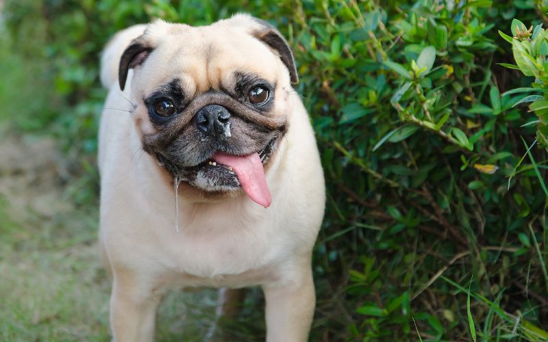 Why do dogs like to eat snot and ear wax?