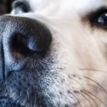 Why do dogs like to eat snot and ear wax?
