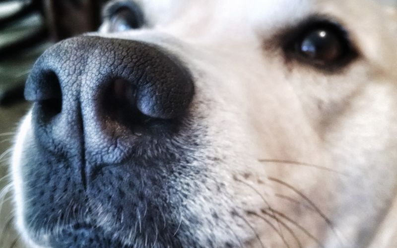 Why do dogs like to eat snot and ear wax?