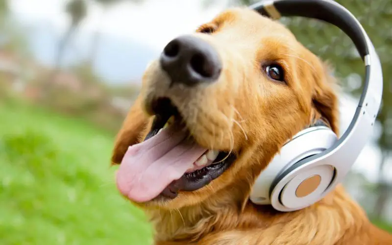 What do dogs hear when humans talk?