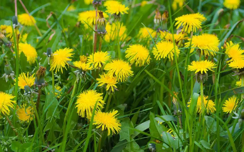 Can dogs eat dandelions?
