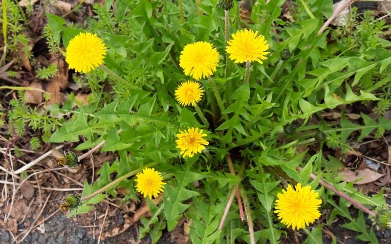 Can dogs eat dandelions?
