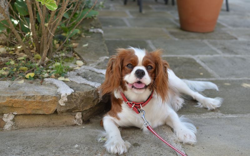 why is my cavalier king charles spaniel so big