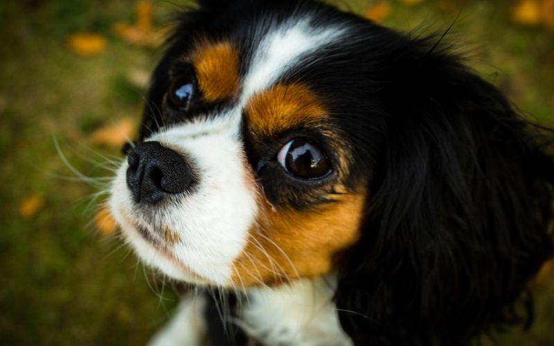why is my cavalier king charles spaniel so big