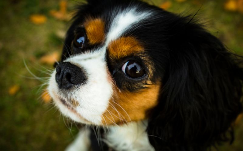 Why is my Cavalier King Charles spaniel so big?