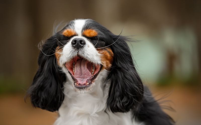 Are Cavalier King Charles spaniels easy to train?