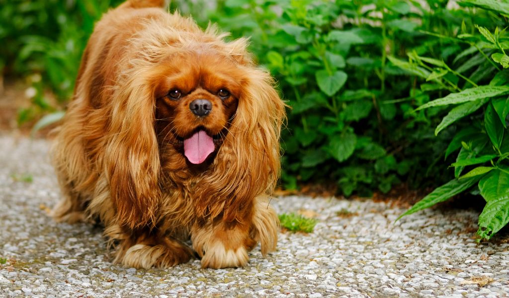 How to help a Cavalier King Charles spaniel lose weight