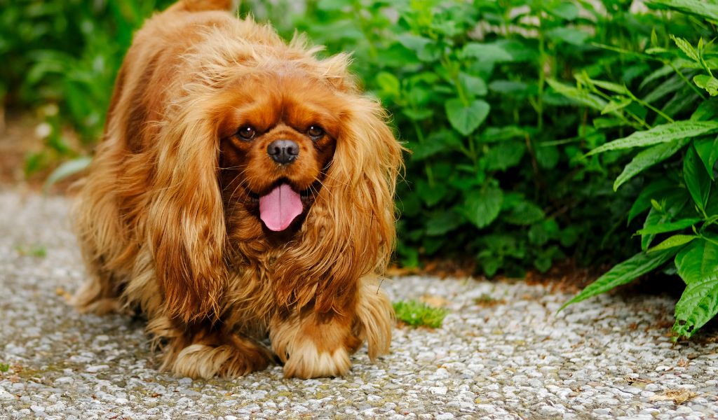 How to help a Cavalier King Charles spaniel lose weight 4 How to help a Cavalier King Charles spaniel lose weight