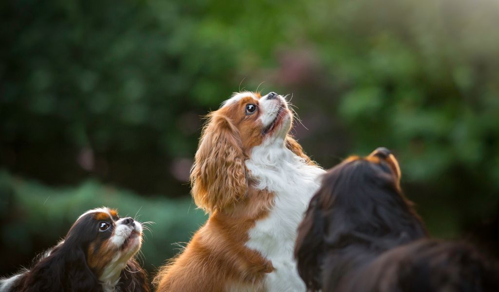 How to stop a Cavalier King Charles spaniel from barking