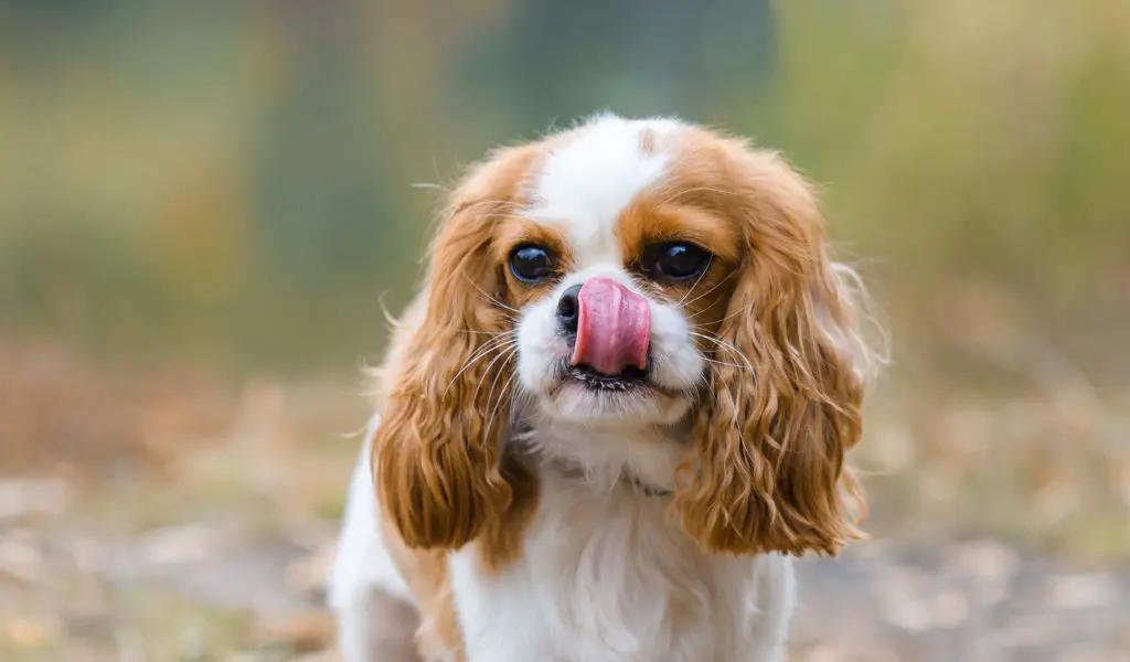 Are Cavalier King Charles spaniels easy to train?