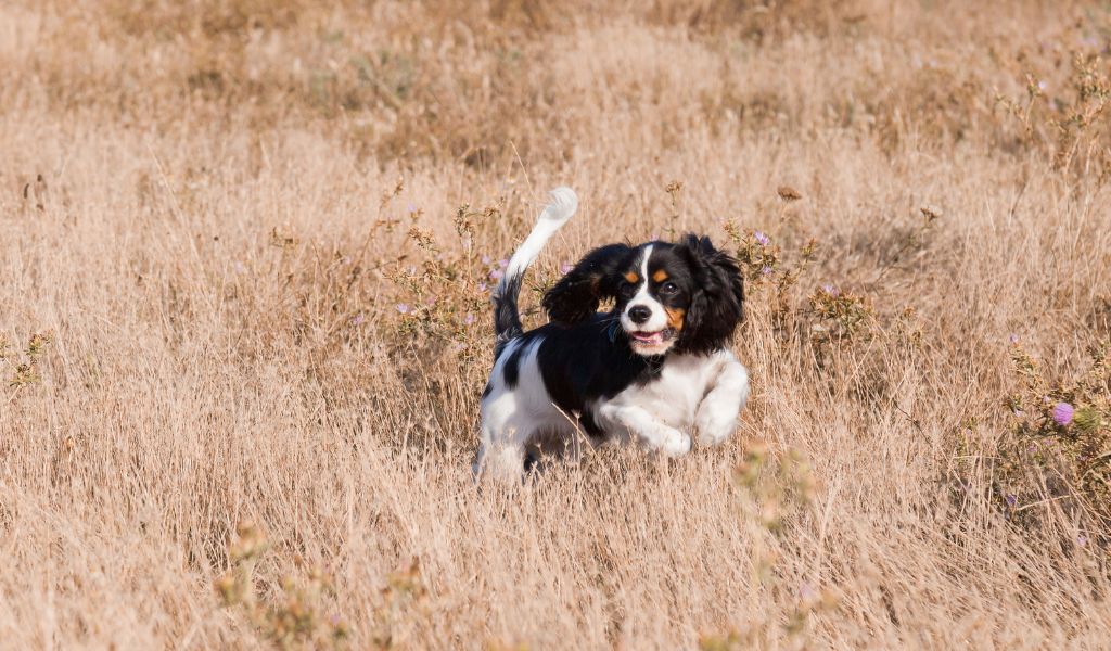 Why are spaniels crazy?