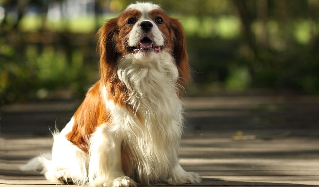 Why is my Cavalier King Charles spaniel so big?