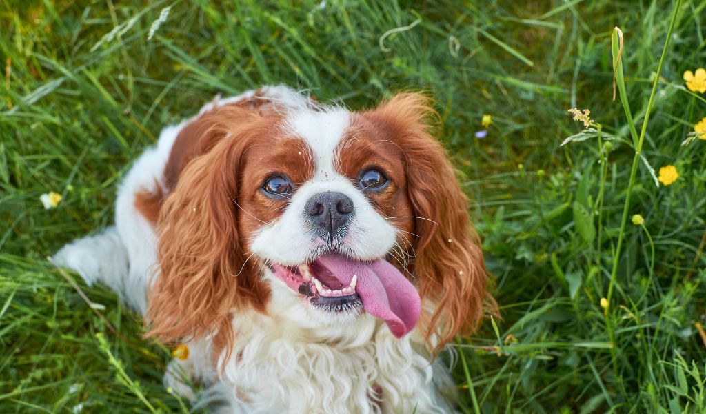 Why is my Cavalier King Charles spaniel so big?