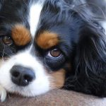 How to stop a Cavalier King Charles spaniel from barking