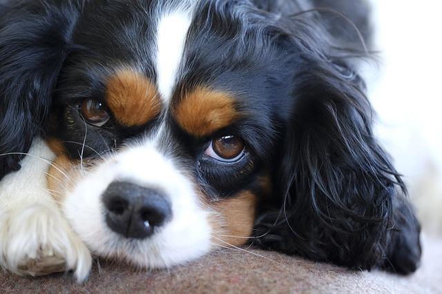 How to stop a Cavalier King Charles spaniel from barking