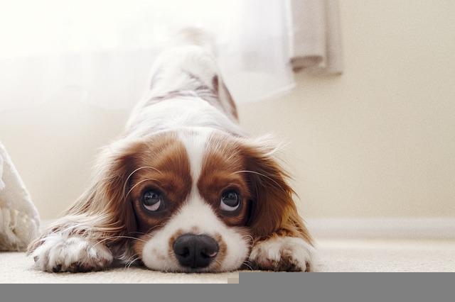 How to stop a Cavalier King Charles spaniel from barking