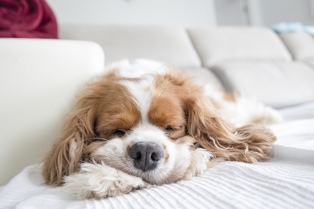 How to stop a Cavalier King Charles spaniel from barking 12 How to stop a Cavalier King Charles spaniel from barking