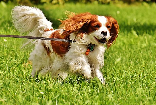 How to stop a Cavalier King Charles spaniel from barking