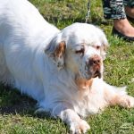 The top ten things to know before owning a Clumber spaniel