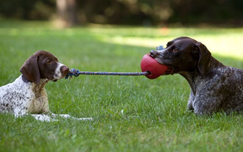 Is it OK to play tug of war with a puppy?