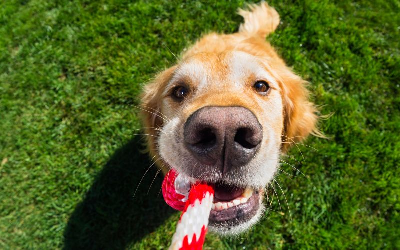 Is it OK to play tug of war with a puppy?