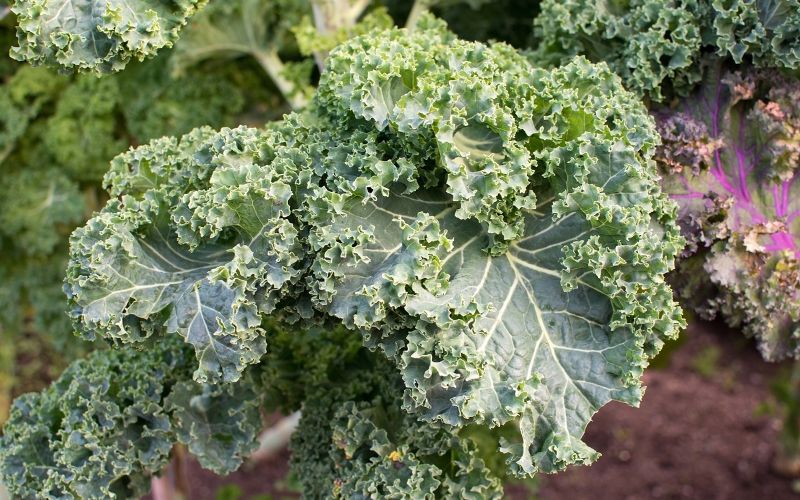 Is Kale good for dogs?