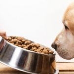 How can I train my dog to eat all her food in one sitting?