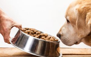 How can I train my dog to eat all her food in one sitting?