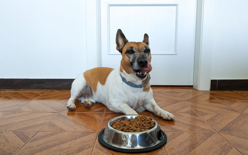 How can I train my dog to eat all her food in one sitting?