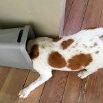 How do I stop my dog from digging in the rubbish bin?