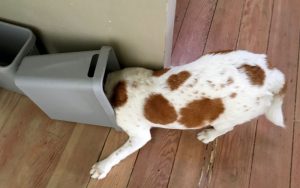 How do I stop my dog from digging in the rubbish bin?