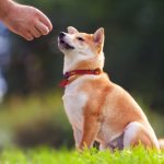 should you train a dog with treats