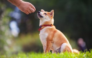should you train a dog with treats