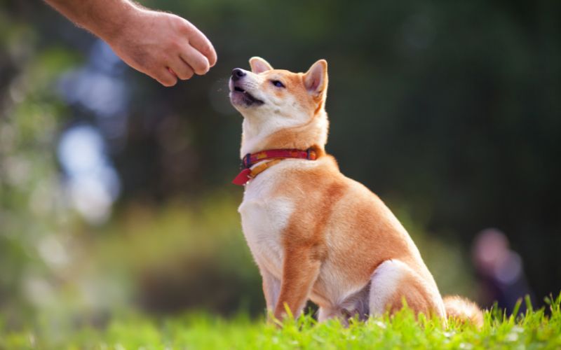 Should you train your dog with treats?