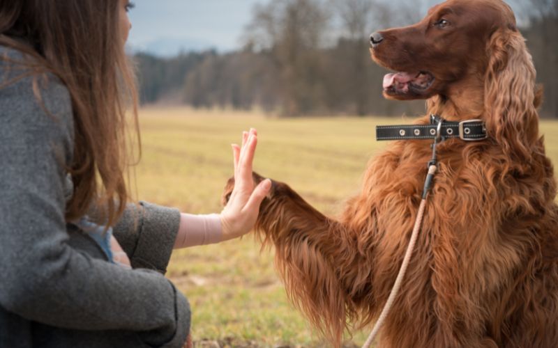 should you train a dog with treats